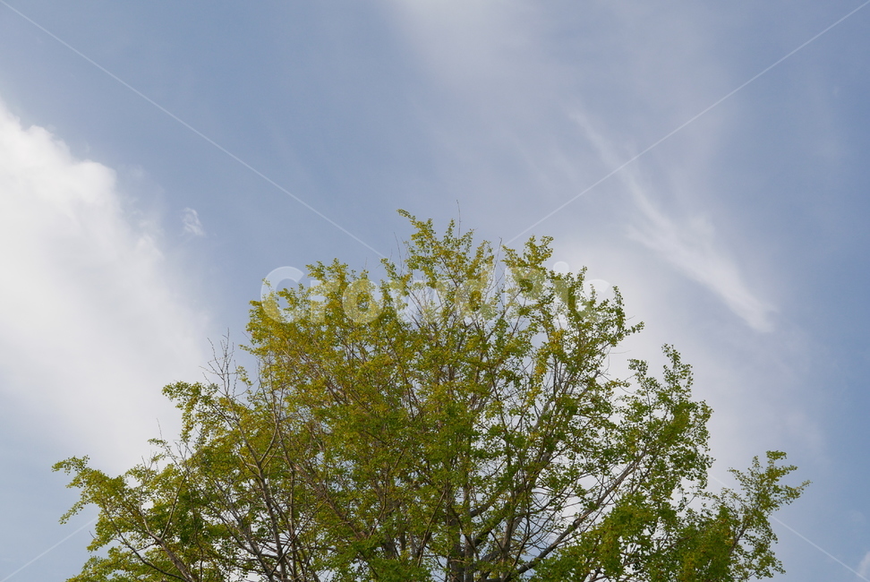풍경,하늘,자연,나무,야외,나뭇가지,환경,nature,landscapesky,park,tree