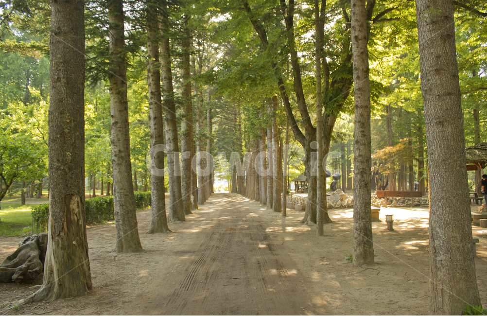 남이섬,섬,나미나라,춘천,한국,대한민국,자연,숲,식물,공원,퍼스펙티브,가로수,가로수길,길,도로,산책로,산책길,숲속,나무기둥,나무,풍경,흙길,녹색,그린,초록색