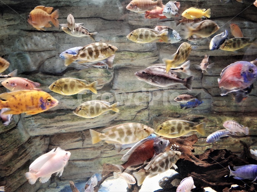 수조관,fish,물고기,aquatic,물의,water