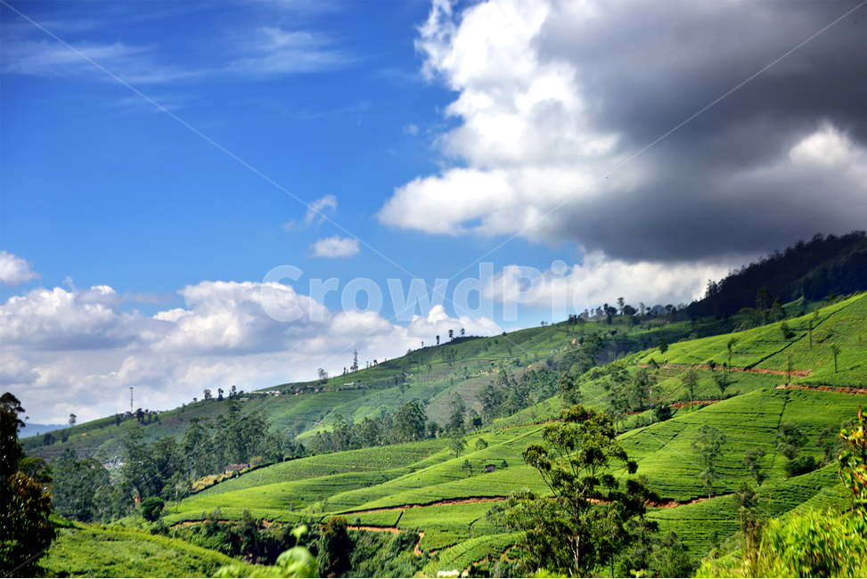 스리랑카,차밭,하톤,실론티,srilanka,teaestate,hatton,ceylontea,nature,자연,구름,outdoors,sky,하늘