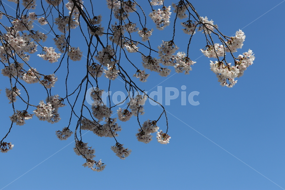 blossom,벚꽃,봄,하늘,벚꽃나무,flower,꽃