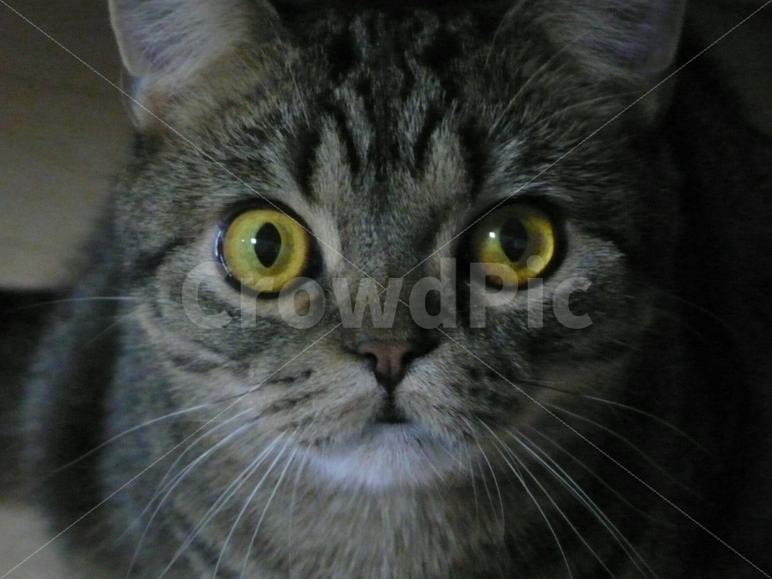 반려묘,고양이,애완묘,애완동물,반려동물,고양이얼굴,동물,animal,포유류,mammal,고양이,cat,kitten,kitty