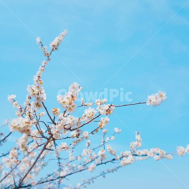 꽃,flower,식물,blossom,plant,봄,매화,봄,계절,spring,season