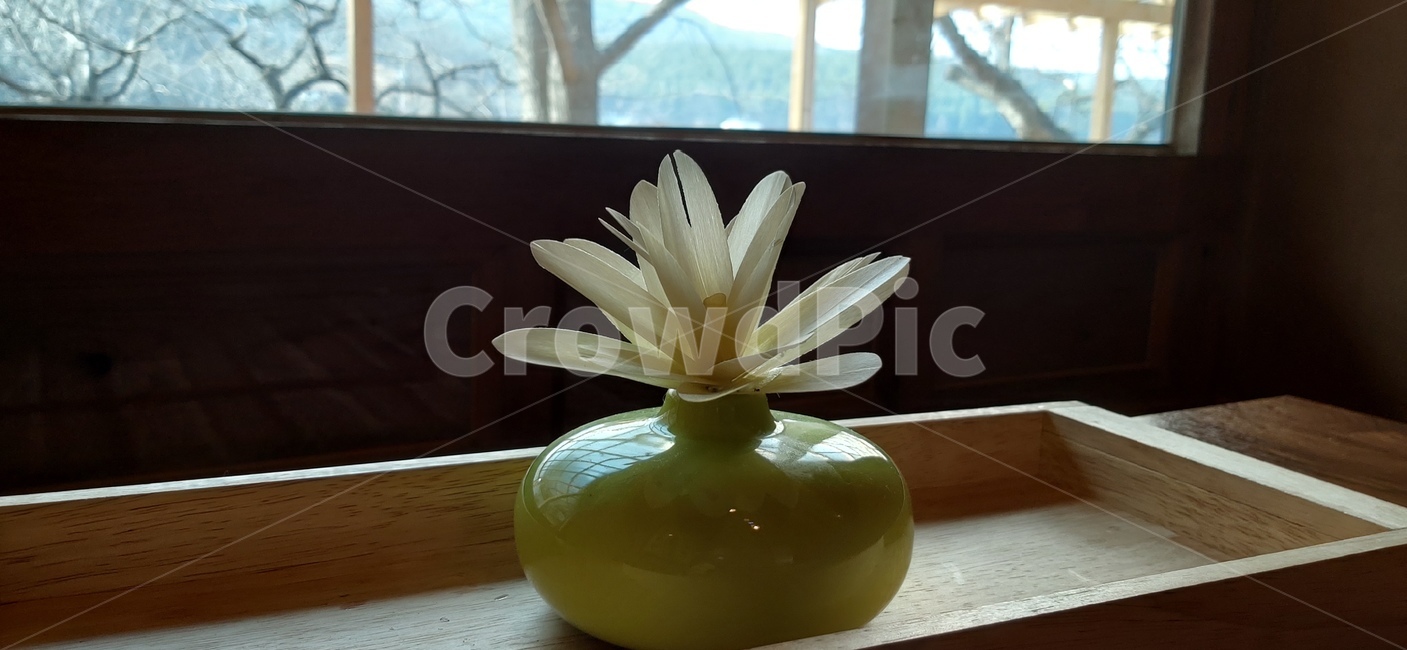 식물,자연,꽃,다욕이,화분