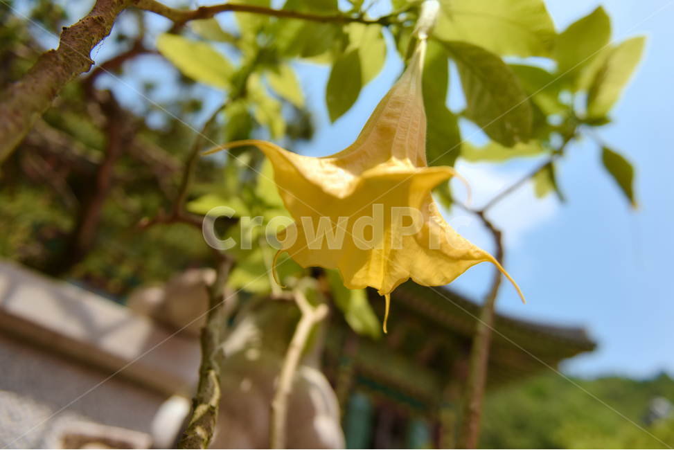 꽃,자연,노랑,접사,녹색,힐링,신선함,안식처,season,plants,nature,flower,sensible,feeling,색깔,색상,색채,색감,colorsense,colorsensitivity,feelingofcolor,감성,평온함,느낌,휴식