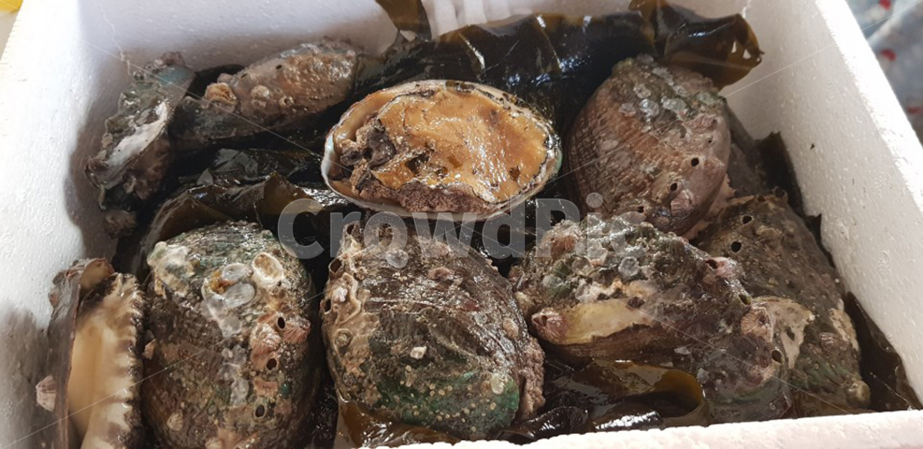 전복,바다,탐스럽다,먹음직스럽다,레시피,요리법,배너,수산물,해산물,fishery products,seafood
