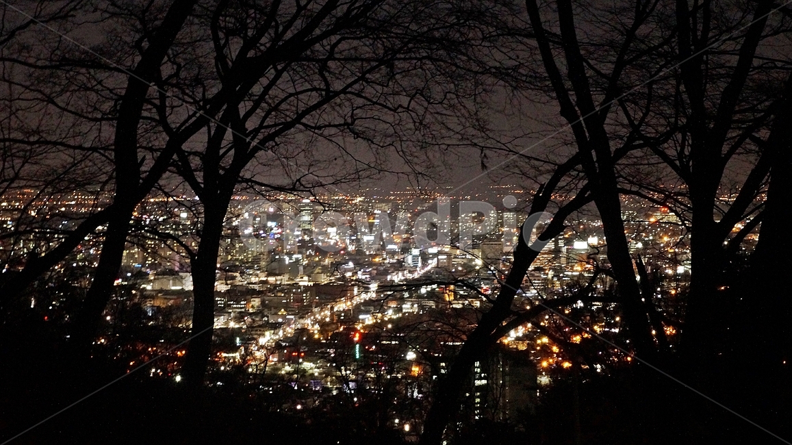 야경,감성,전주,전망대,전경,그림자,나무,조명,도시,불빛,빛,저녁,밤,산,야경,밤,풍경,nightscape,night,landscape,도시,city