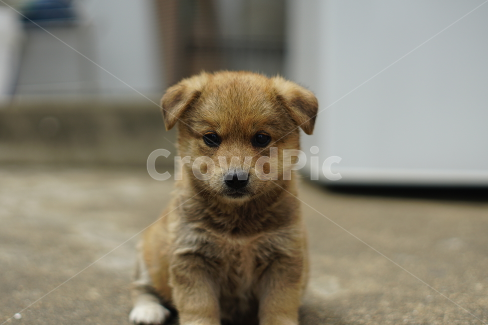 강아지,멍멍이,pet,애완동물,똥강아지,개,시골강아지,puppy,귀여운,cute,animal,댕댕이,동물,animal,포유류,mammal,개,강아지,dog,doggy