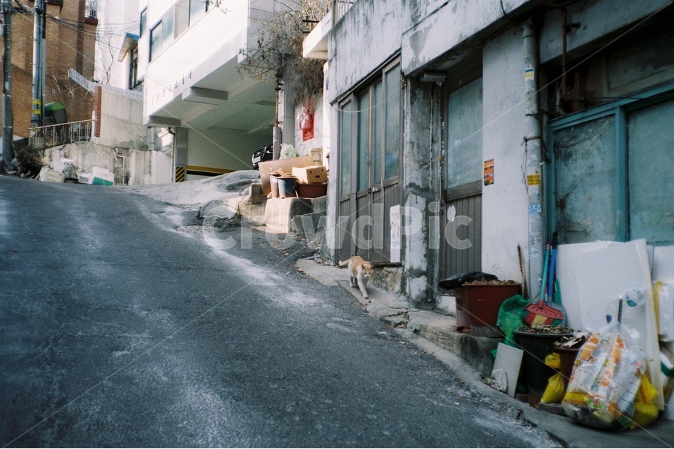 고양이,골목길,동물,길고양이,동네,골목길,alley,동물,animal,포유류,mammal,고양이,cat,kitten,kitty,asphalt,아스팔트,road,도로