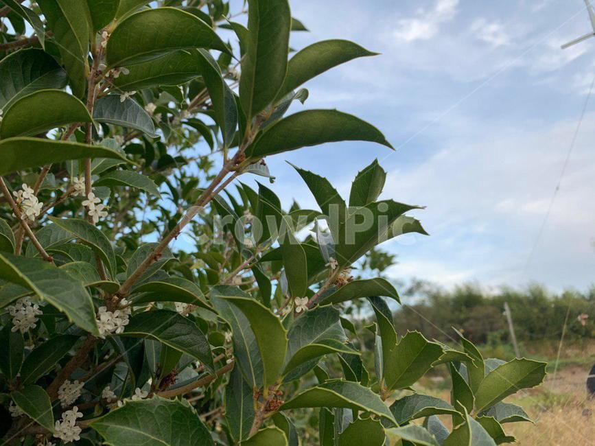 leaf,잎,plant,식물,tree,나무