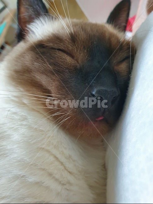고양이,엽기,잠,동물,새끼고양이,힐링,따스함,수면,자유로움,털,동물,animal,포유류,mammal,고양이,cat,kitten,kitty