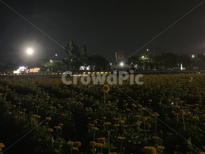 노랑꽃,꽃,해바라기,sunflower,flower,yellow
