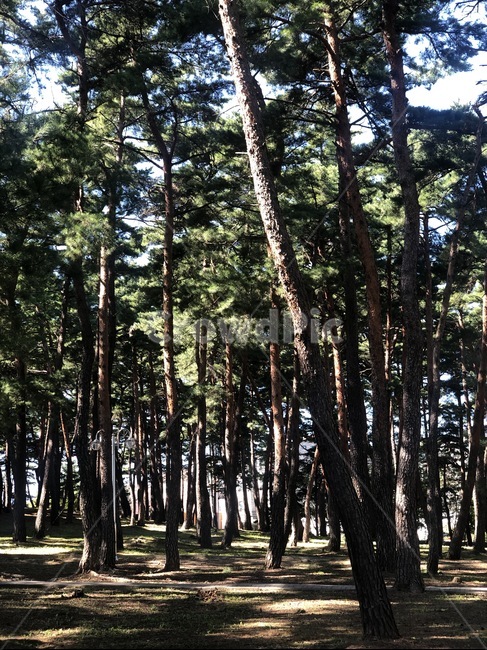 plant,식물,tree,나무,자연,휴양림,숲,pine,소나무,자연,풍경,nature,landscape,식물,plants,나무,trees,wood
