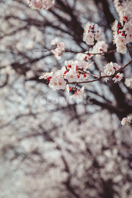 plant,식물,blossom,꽃,flower,봄,나무,벚나무,4월,분홍,핑크,시즌,봄,계절,spring,season