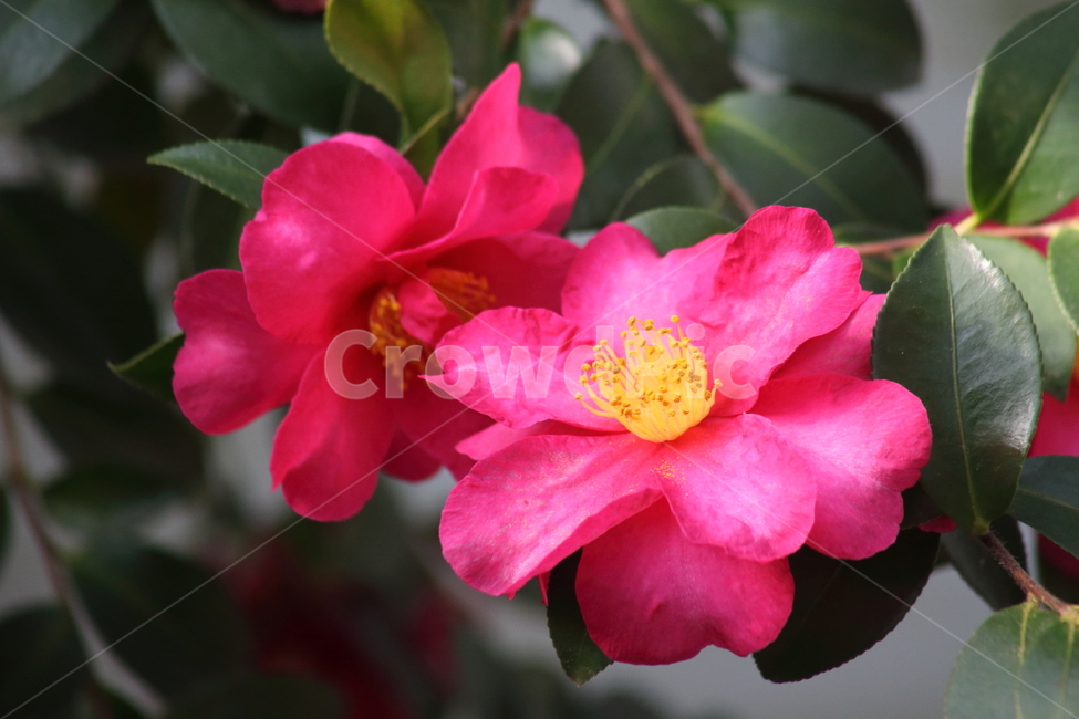 꽃,동백,식물,flower,camellia,봄꽃,봄,동백꽃,Camelliajaponica,식물,자연,plants,nature,꽃,flower