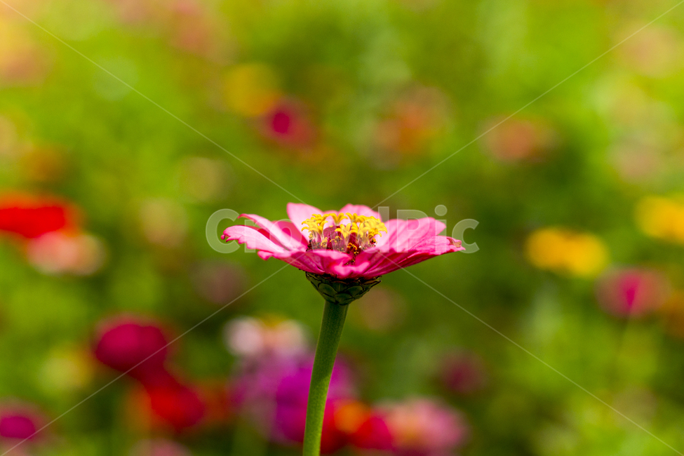 꽃,코스모스,가을꽃,예쁜꽃,백일홍,들꽃,식물,자연,plants,nature,꽃,flower