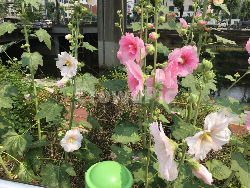 무궁화,여름꽃,여름무궁화,roseofsharon,mugunghwa,분홍꽃,하얀꽃,식물,자연,plants,nature,꽃,flower