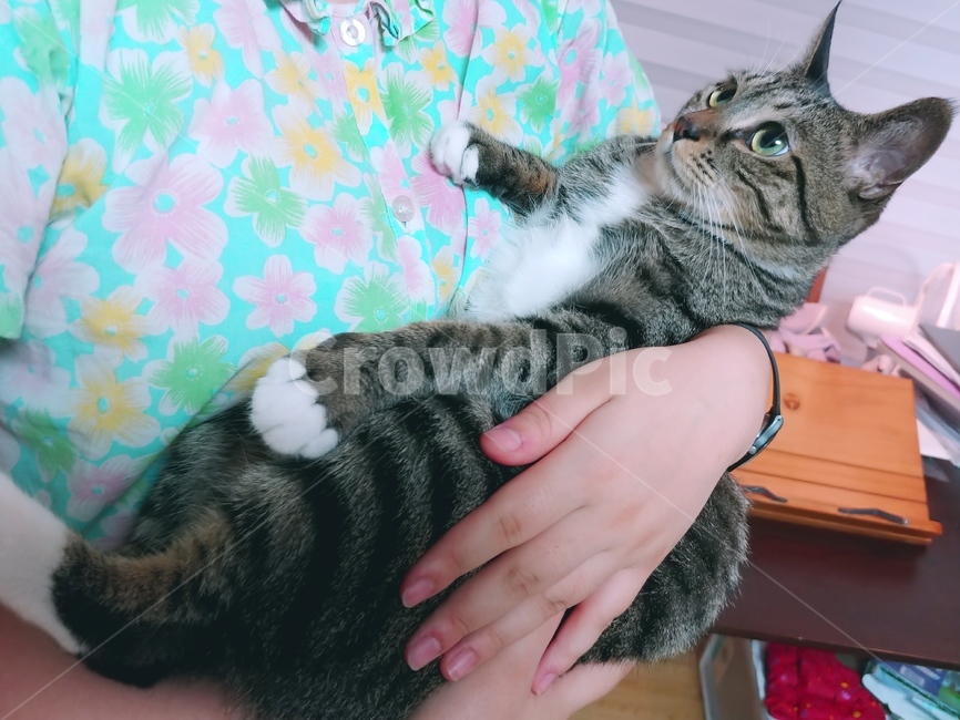 고양이,안기,꽃무늬,올려다보는,cat,길고양이