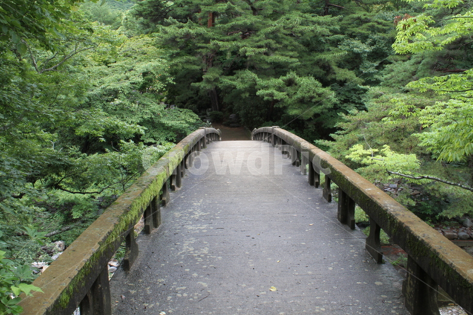 다리,교량,이끼,숲,bridge