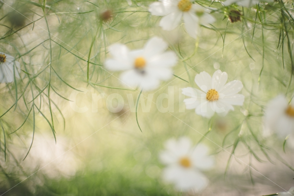 백그라운드,가을,하얀꽃,뉴스레터,감성,아웃포커싱,배경,연두,background,autumn,식물,자연,plants,nature,꽃,flower,감성,sensible,feeling