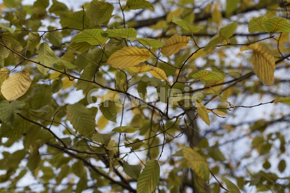 plant,식물,leaf,잎,tree,나무