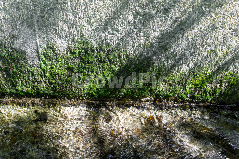 문양,질감,이끼,자연,빛,그림자,식물,자연,plants,nature