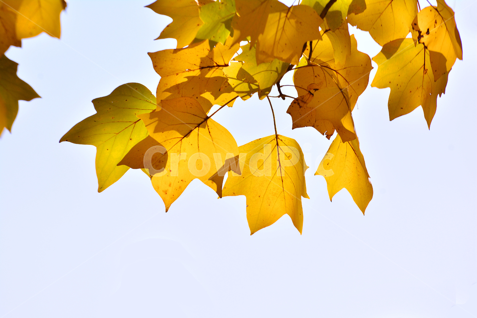 단풍잎,감성,나뭇잎,가을,가을이미지,가을분위기,가을느낌,fall,autumn,leaves,season,계절,10월,11월,분위기,느낌,서정,나무,식물,메이플,maple,가을배경,바탕,백그라운드,background,단풍나무,아름다운,노랑색,yellow,가을,계절,fall,autumn,season,식물,자연,plants,nature,leaf,잎,plant