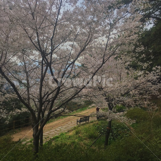 봄,벚꽃,나무,산,산책,산책길,산책로,자연,봄,계절,spring,season,plant,식물,tree