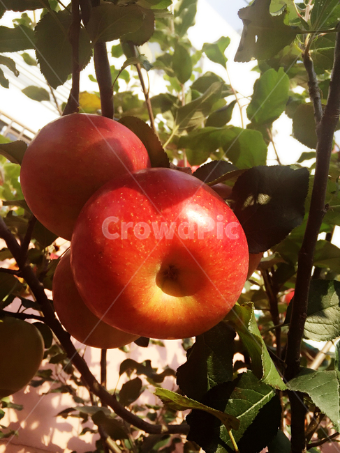 나무,과일나무,사과,사과나무,빨간사과,과일,열매,fruit