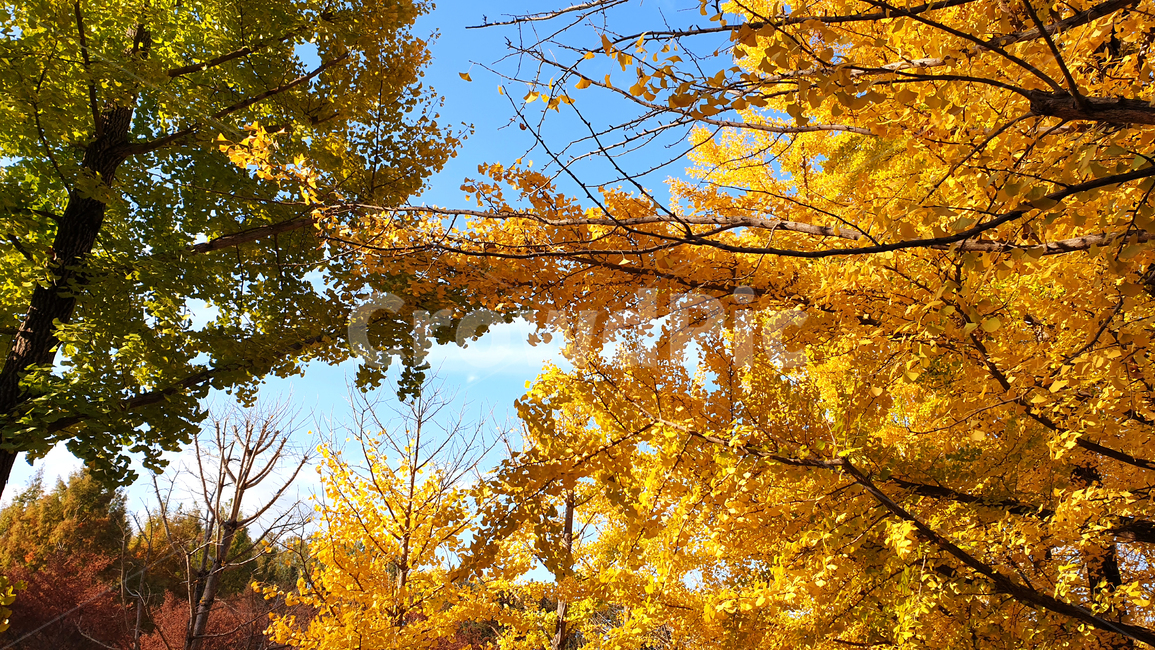 가을,단풍,단풍잎,은행,은행잎,나무,나무줄기,잎,식물,tree,plant,treetrunk,leaf,하늘,sky,autumn,maple,가을,계절,fall,autumn,season