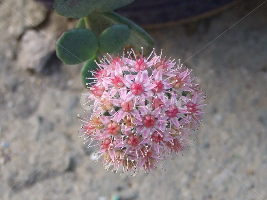 식물,꽃,꽃잎,flower,핑크색,식물,자연,plants,nature,꽃,flower