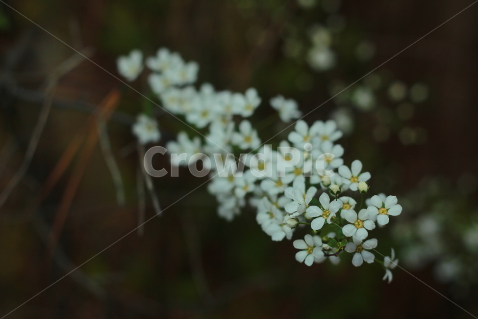 꽃,봄꽃,식물,flower,spring,봄,계절,spring,season,식물,자연,plants,nature,꽃,flower,plant,blossom