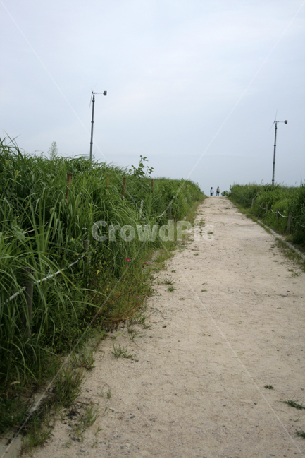 식물,plants,nature,억새,여름,하늘공원,길,초록,산책,자연,풍경,nature,landscape,grass,잔디,plant