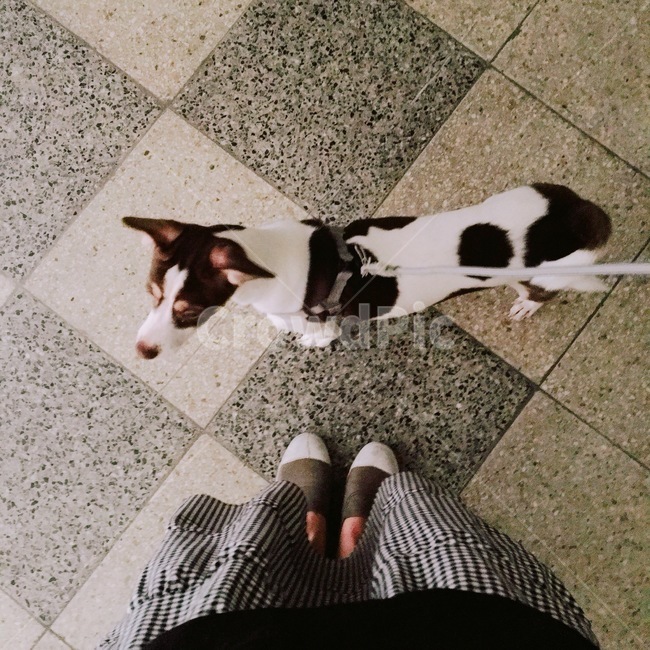 강아지,멍멍이,댕댕이,점박이,dog,pet,cute