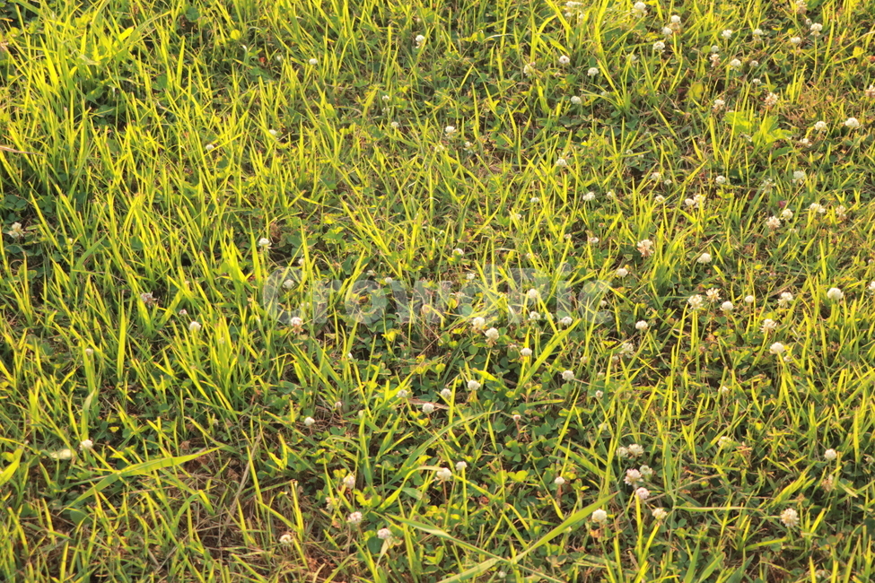 자연,식물,꽃,초록,잔디,잔디밭,풀,연두,새싹,nature,plants,flower,green,season,spring,summer,봄,여름,식물,자연,plants,nature