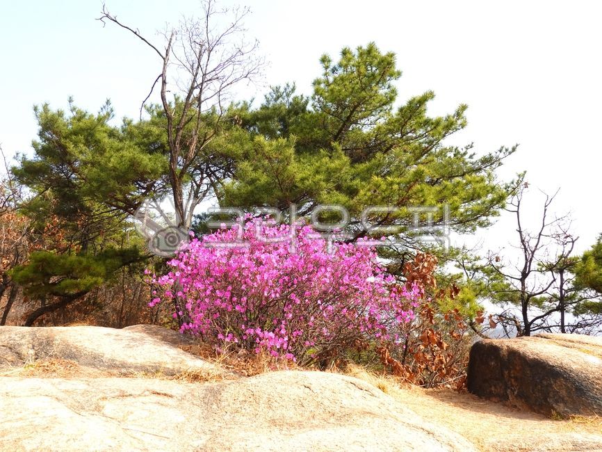 진달래,진달래꽃,참꽃,두견화,봄,봄꽃,들,산