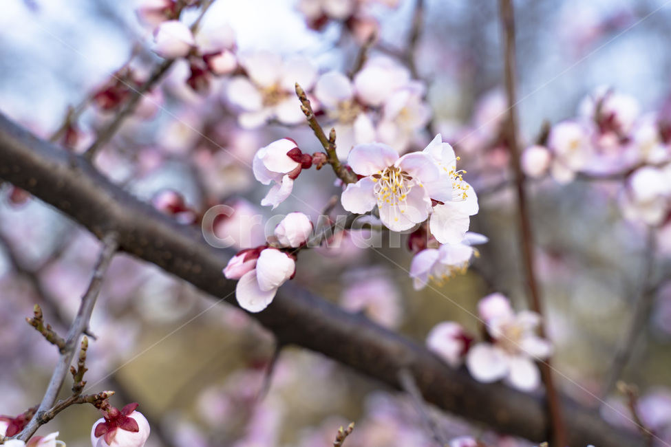 벚꽃,꽃,flower,자연,봄,spring,blossom,식물,자연,plants,nature,꽃,flower