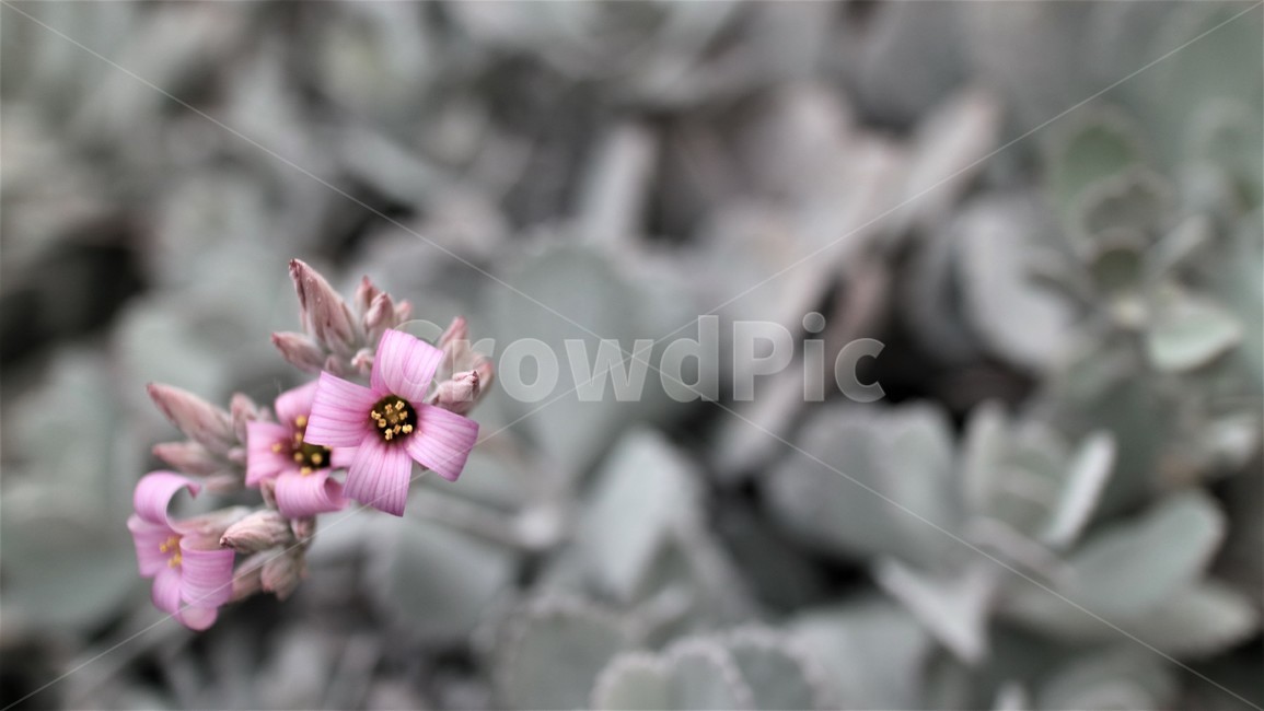 다육식물,꽃,보라색꽃,flower,자연,청초한,신비로운
