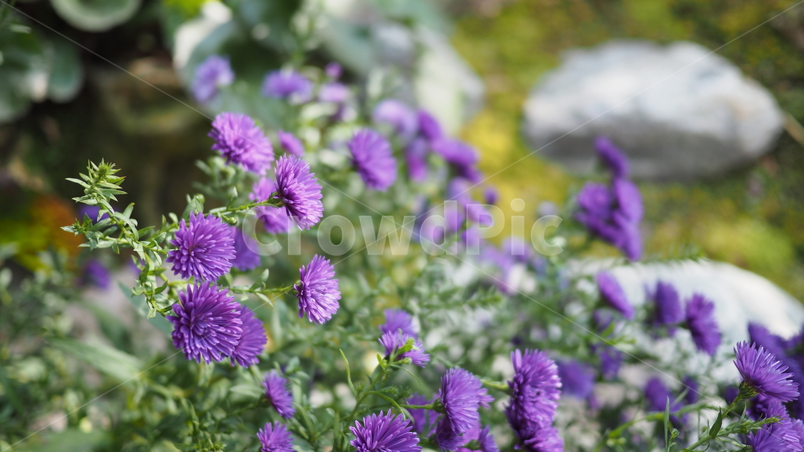 야생화,꽃,식물,wildflower,flower,plant,blossom,들꽃,식물,자연,plants,nature,꽃,flower