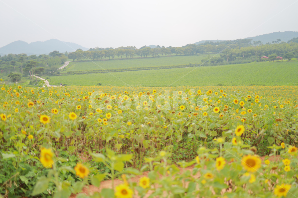 해바라기,꽃,여름,감성,색감,계절,추억,sun,flower,plant,color