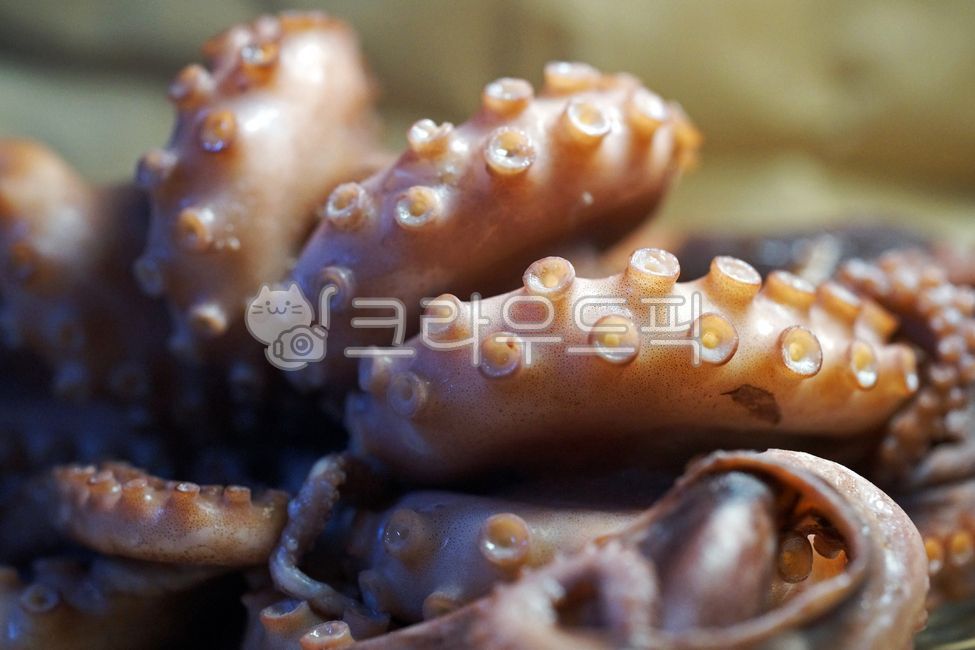 seafood,Poached octopus,octopus,stone octopus,ingredients,octopus sashimi,boiled octopus,cooking