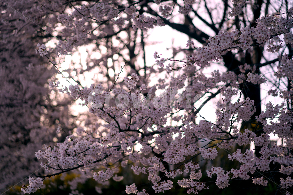 봄,봄꽃,봄날,벚꽃,꽃,봄,계절,spring,season,식물,자연,plants,nature,꽃,flower,plant,blossom,cherry blossom