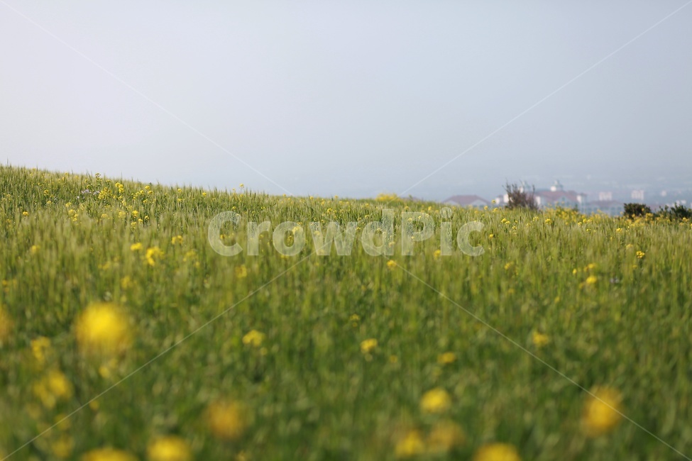 제주도,유채꽃,봄꽃,노랑꽃,서우봉,봄,계절,spring,season,자연,풍경,nature,landscape,식물,plants,꽃,flower,grassland,목초지,outdoors,옥외,field,들