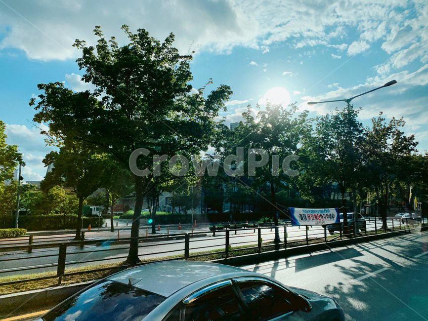 도로,나무,tree,road,flare