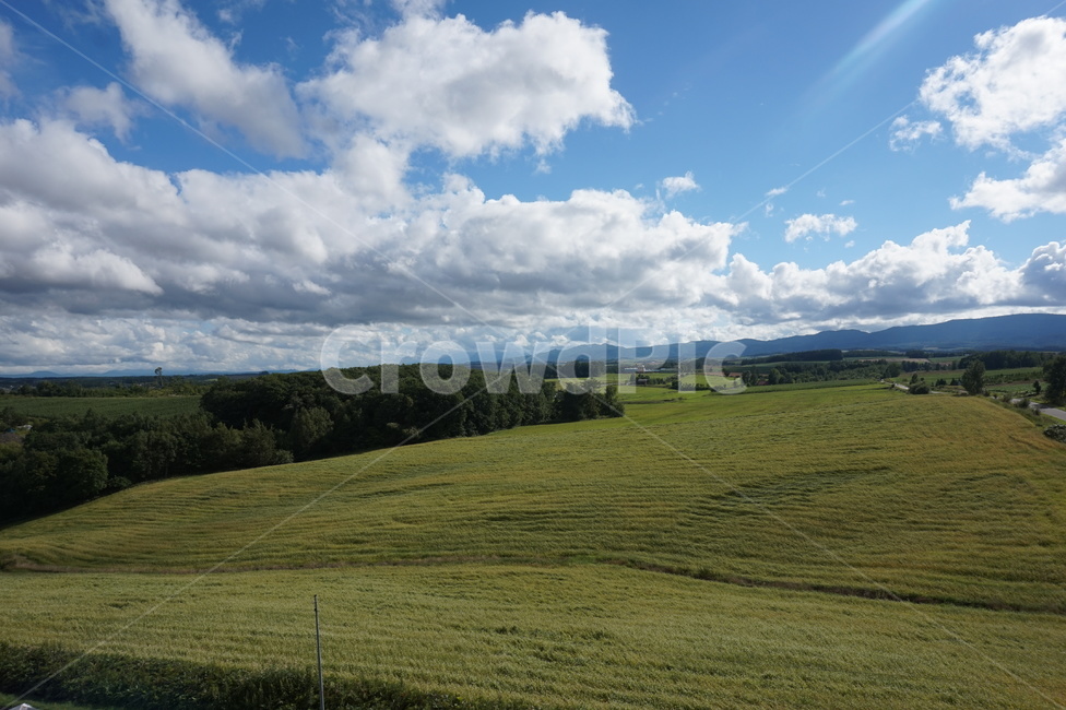 일본,홋카이도,북해도,풍경,나무,하늘,구름,자연,풍경,nature,landscape,outdoors,옥외,field,들,grassland,목초지
