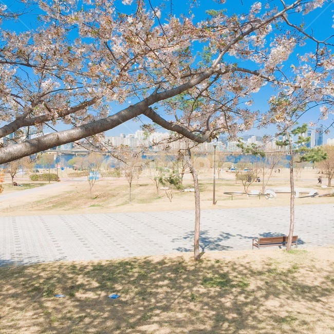 벚꽃,4월,한강,하늘,예쁜,파란색,도로,나무,자연