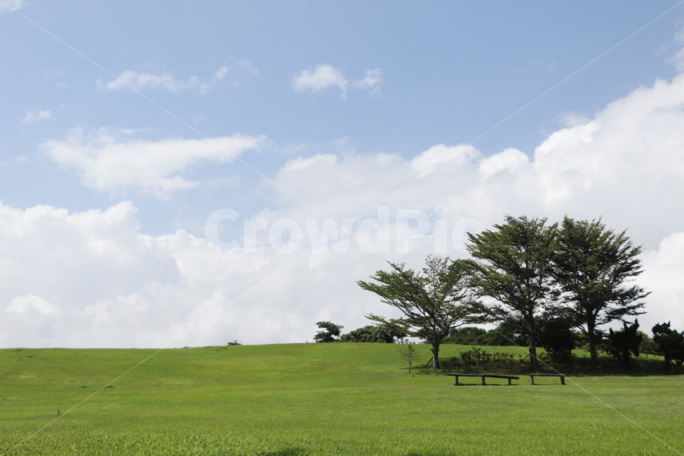 grass,잔디,식물,outdoors,옥외,park,자연,풍경,nature,landscape