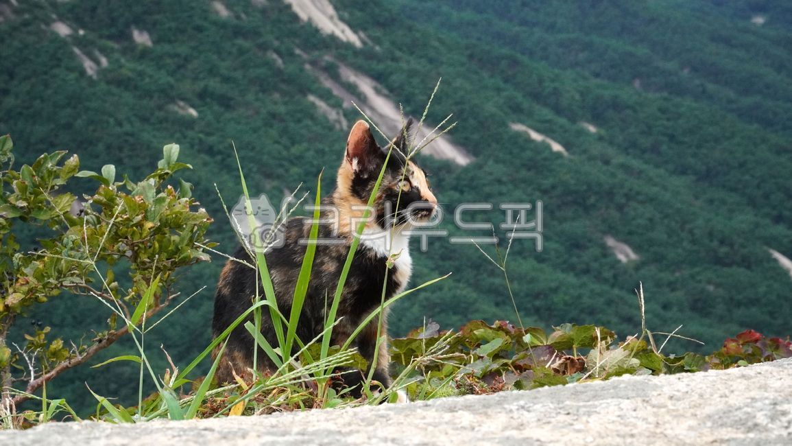 nature,koreanshorthair,cat,chaos cat,young cat,wild animals,wild