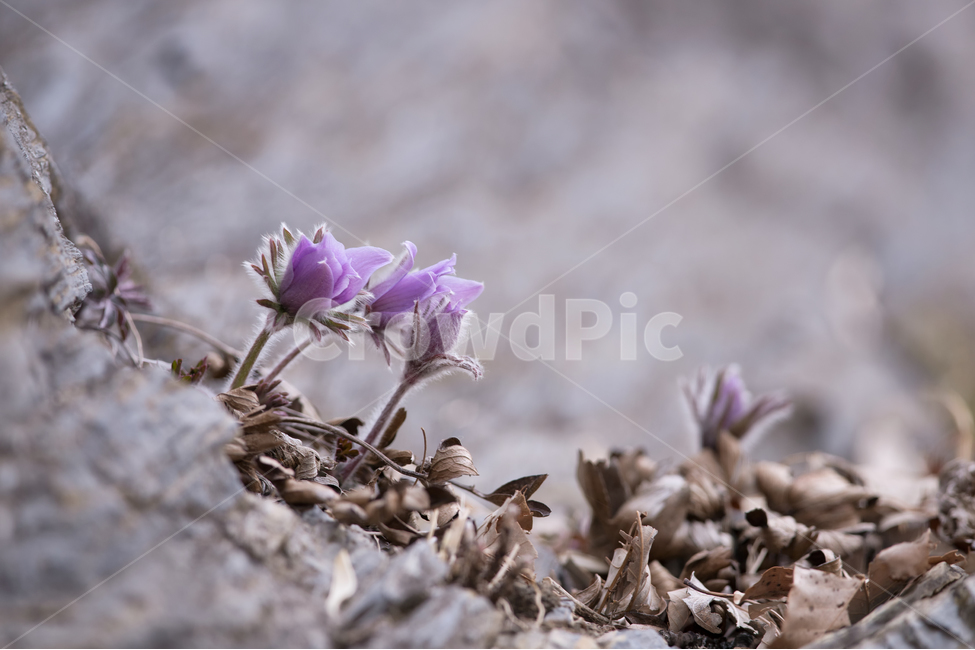 동강할미꽃,할미꽃,식물,꽃,자생식물,야생화,동강,오브젝트,보라색,자연,봄,솜털,자주색,햇빛,토종,바위,화려한,들꽃,접사,근접,한국,자생종,봄꽃,배경,식물,자연,plants,nature,꽃,flower
