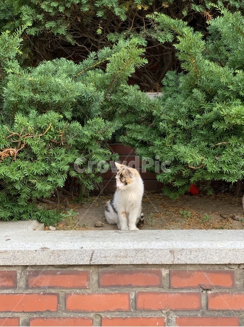 나무,식물,고양이,길냥이,삼색고양이,길고양이,동물,tree,plant,cat,동물,animal,포유류,mammal,고양이,cat,kitten,kitty